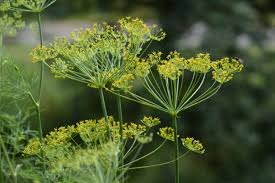 Dill Bouquet Anethum Graveolens – Aromatic Culinary Herb Garden Seeds