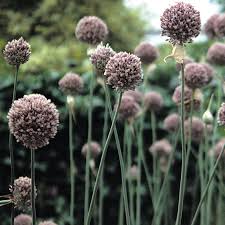 Elephant Garlic – Vegetable Garden Seeds