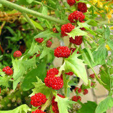 Strawberry Spinach Chenopodium Foliosum – Hardy Vegetable Seeds
