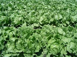 Lettuce Looseleaf Green Ice Lactuca Sativa – Vegetable Garden Seeds