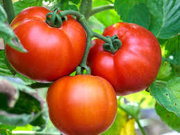 Crnkovic Yugoslavian Heirloom Tomato Seeds Packs Of Vegetable Seeds – Perennial Flower Seeds