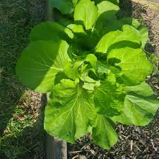 Tsoi Sim Chinese Green – Hardy Vegetable Garden Seeds for Salads and Stir Fry