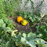 Pumpkin Jack Be – Garden Flower Seeds