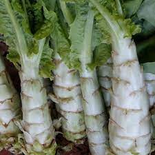 Lettuce Looseleaf Celtuce Lactuca Sativa – Vegetable Garden Seeds