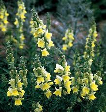 Snapdragon Antirrhinum Lemon – Colorful, Annual Herb Seeds
