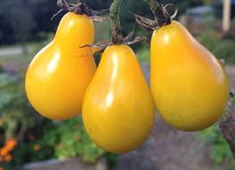 Yellow Pear Tomato – Heirloom Vegetable Seeds