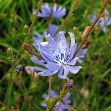 Chicory Cichorium Intybus – Edible Herb Garden Seeds