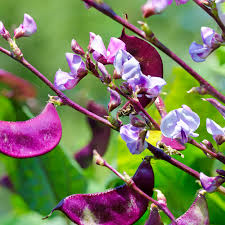 Lablab Beans Seeds Hyacinth Bean Exotic Climber Seeds - Climbing