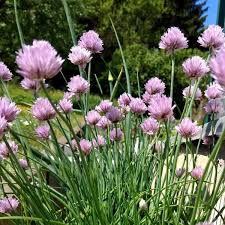 Chives Allium Schoenoprasum – Culinary Herb Vegetable Seeds