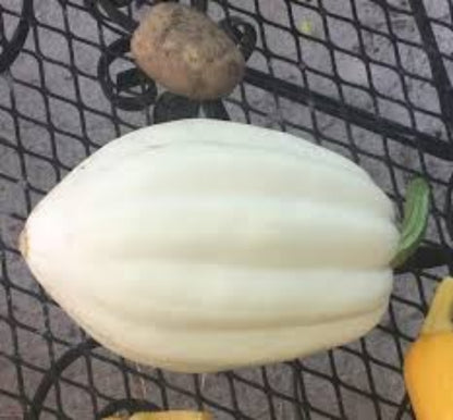 Mashed Potato Squash Seeds For Planting Exotic White Squash Gourmet Quality – Colorful Flower Seeds
