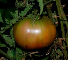 Ananas Noir Tomato – Heirloom Garden Vegetable Seeds