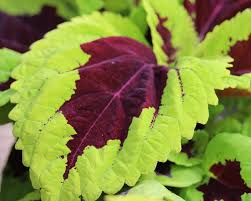 Coleus Fuseables Chocolate Symphony Solenostemon Scutellarioides – Colorful Foliage Garden Seeds