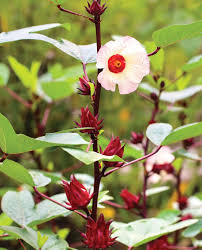 Rosella – Edible Vegetable Flower Seeds