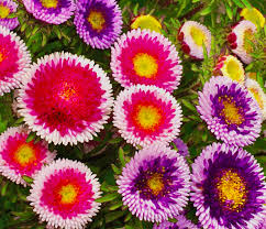 Aster Callistephus Chinensis – Pompon Hinomaru Flower Seeds