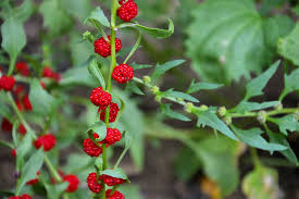 Spinach Strawberry Sticks Chenopodium Foliosum – Vegetable Garden Seeds