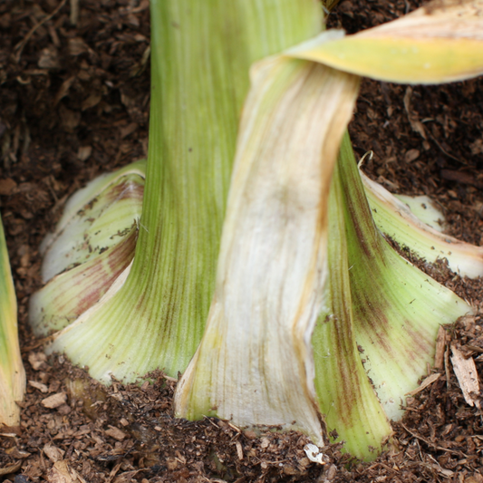 Elephant Garlic Allium Ampeloprasum – Hardy Vegetable Garden Seeds