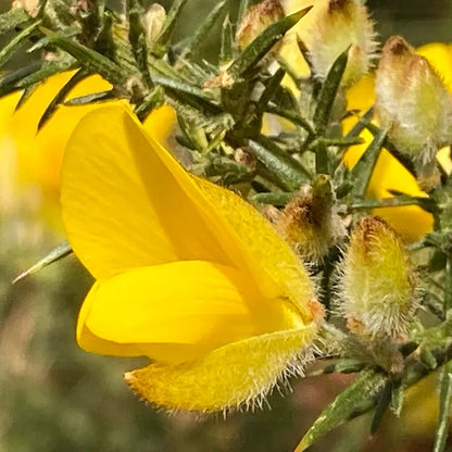Golden Gorse Bloom Seeds – Heirloom, Non-GMO, Hardy Shrub, Early-Season Yellow Flowers