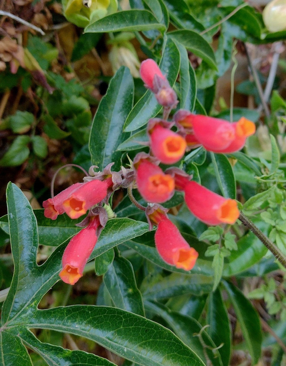 Chilean Glory Vine Eccremocarpus Scaber – Mixed Color Garden Seeds