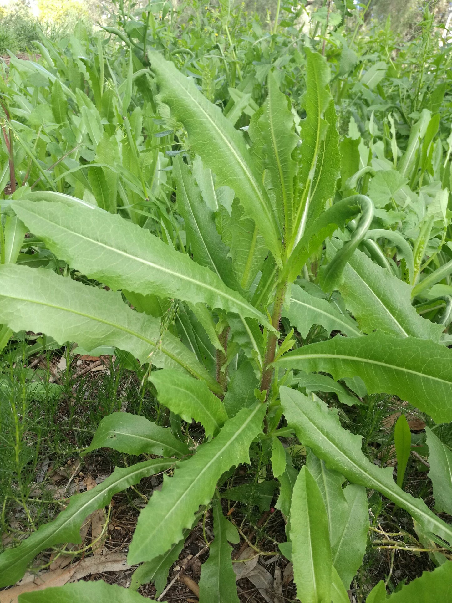 Prickly Lettuce Lactuca Serriola – Edible Herb Garden Seeds