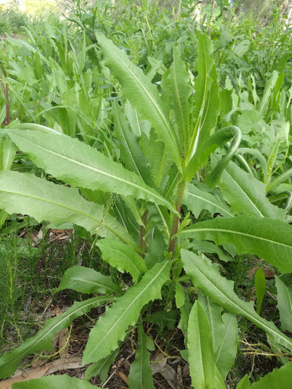 Prickly Lettuce Lactuca Serriola – Edible Herb Garden Seeds