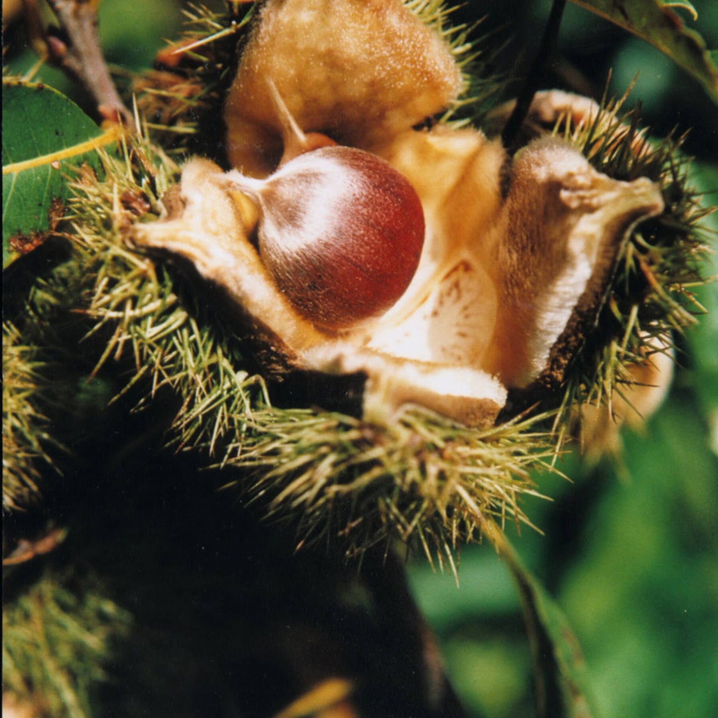 American Chestnut Seeds Fast-Growing Nut Tree Cold-Hardy & Disease-Resistant Variety