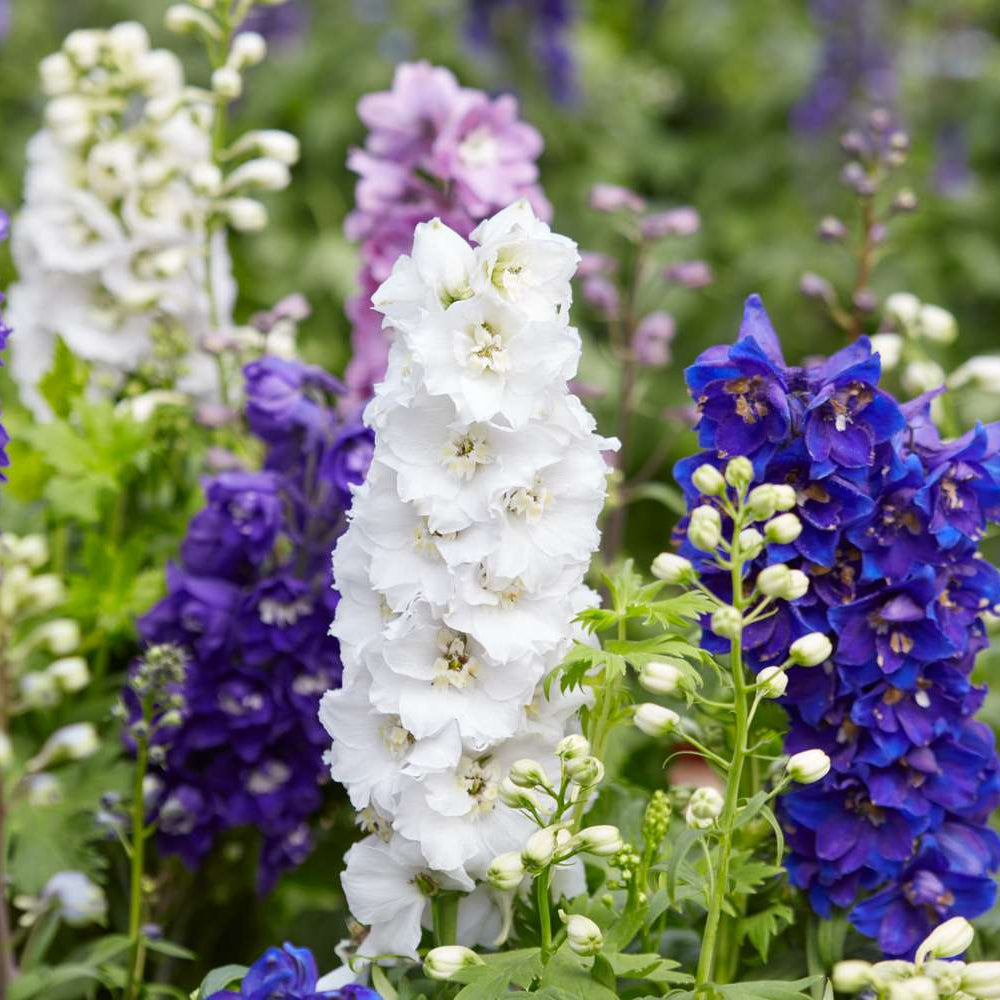 Purple And White – Perennial Flower Seeds