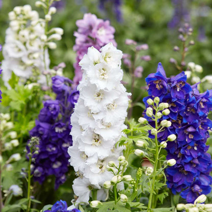 Purple And White – Perennial Flower Seeds