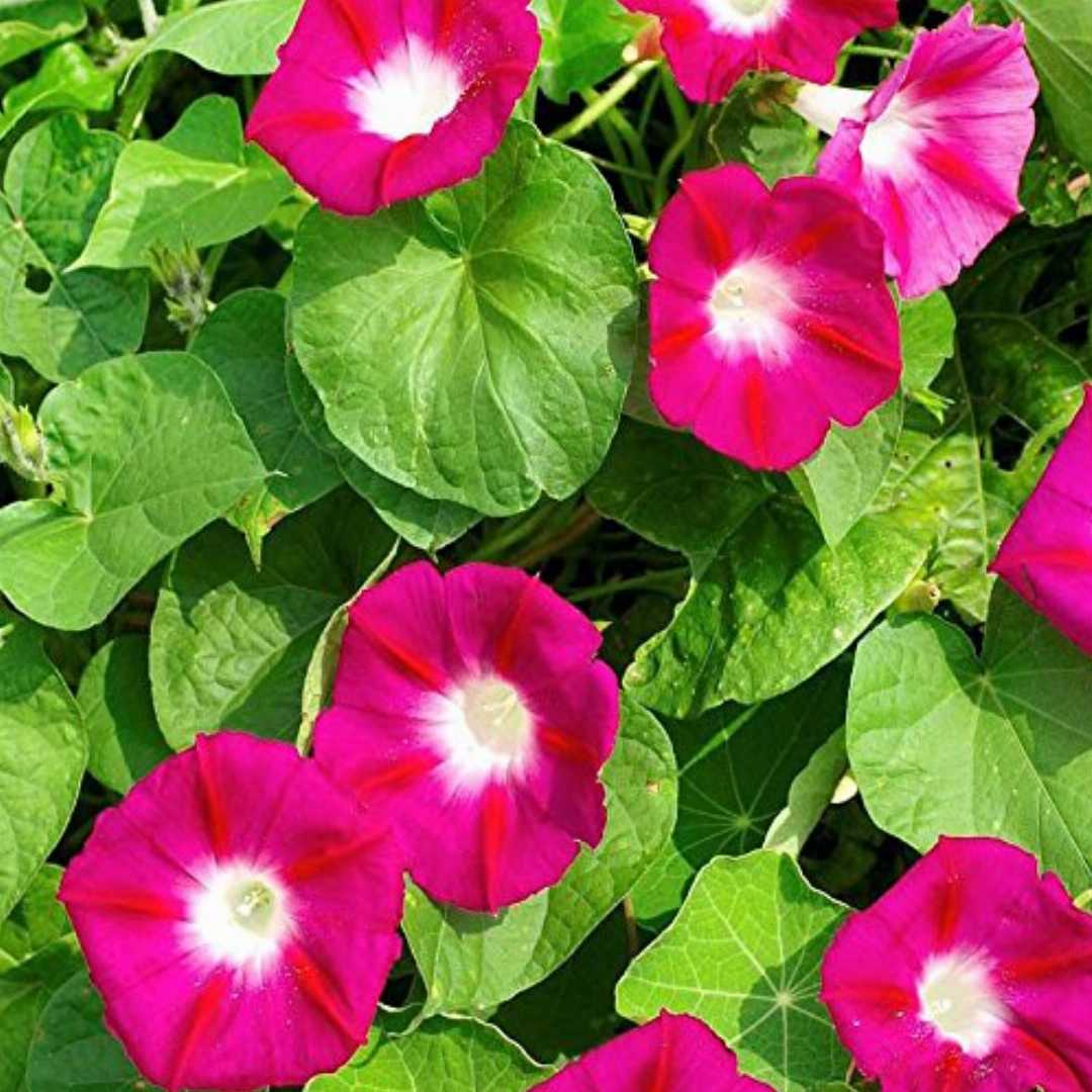 Morning Glory Ipomoea Nil – Japanese Morning Call Pink Flower Seeds