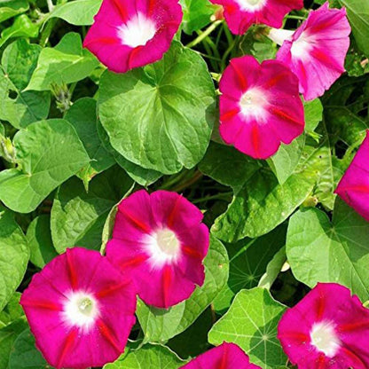 Morning Glory Ipomoea Nil – Japanese Morning Call Pink Flower Seeds