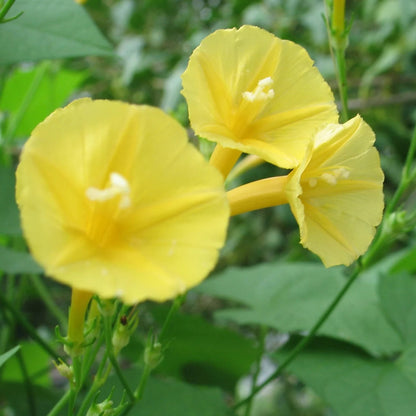 Yellow Trumpet Ipomoea – Garden Flower Seeds