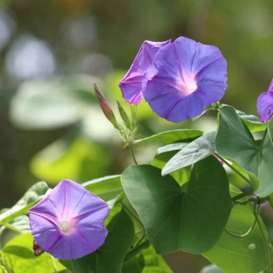 Oceanus Japanese Morning – Garden Flower Seeds