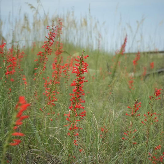 Standing Cypress Ipomopsis Rubra – Garden Flower Seeds