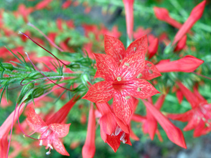 Standing Cypress Ipomopsis Rubra – Garden Flower Seeds