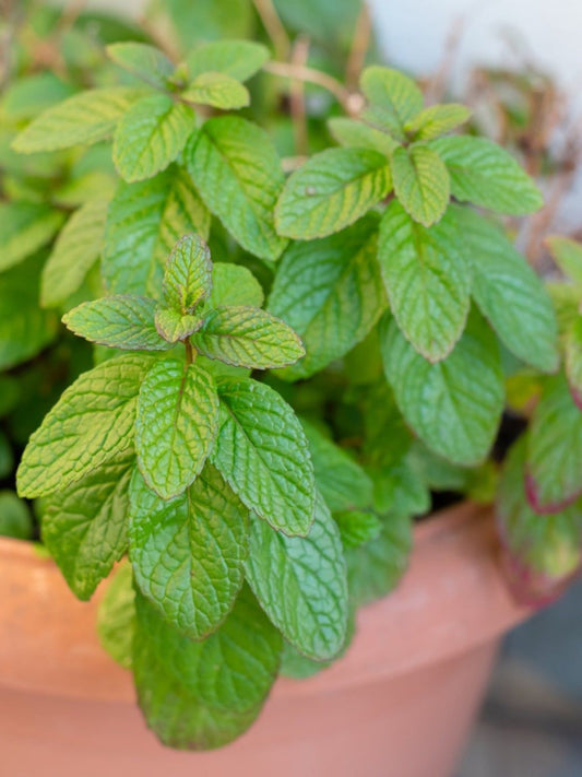 Spearmint Mentha Spicata – Edible Herb Garden Seeds