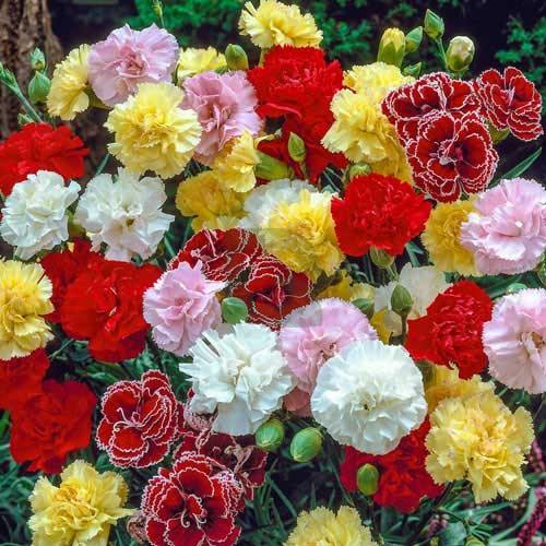 Carnation Chabaud Picotee Mixed Colors Dianthus Caryophyllus – Compact Garden Flower Seeds