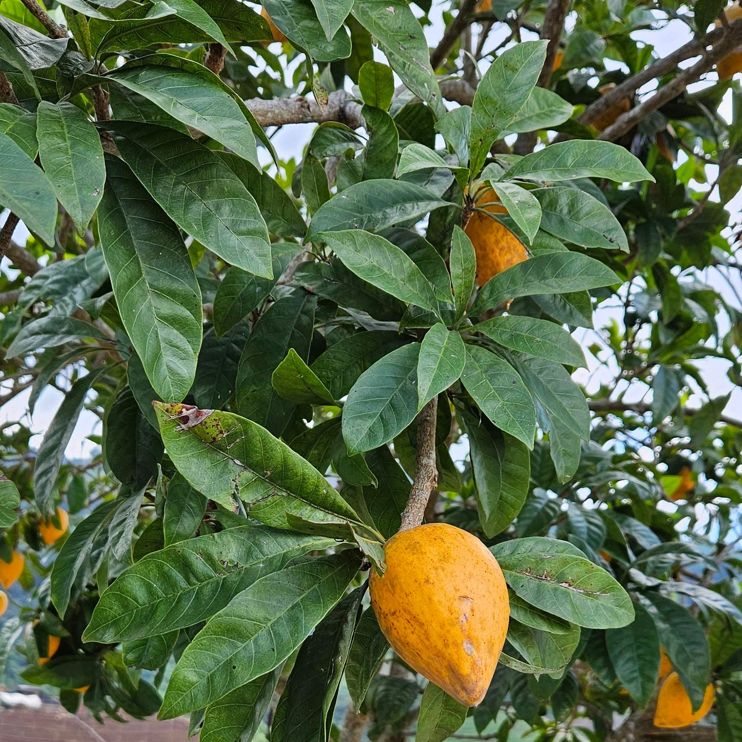 Lucuma Tree Seeds – Exotic Tropical Fruit Tree for Home Gardening