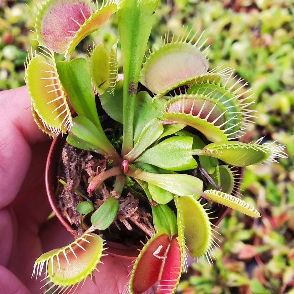 Venus Flytrap ‘King Henry’ Seeds – Carnivorous Plant Variety for Growing