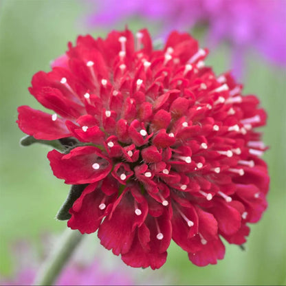 Knautia macedonica Seeds – Rich Wine-Red Blooms for Gardens
