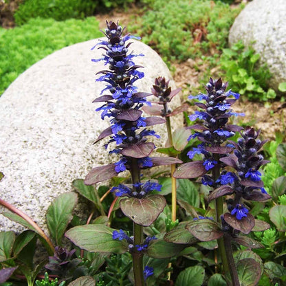 Blue Bugleweed (Ajuga reptans) Live Plant Plugs – Heirloom, Non-GMO, Perennial Ground Cover, Easy to Grow