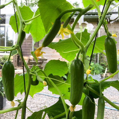 Mini Snack Cucumber Seeds – Compact Plants and Easy Growing