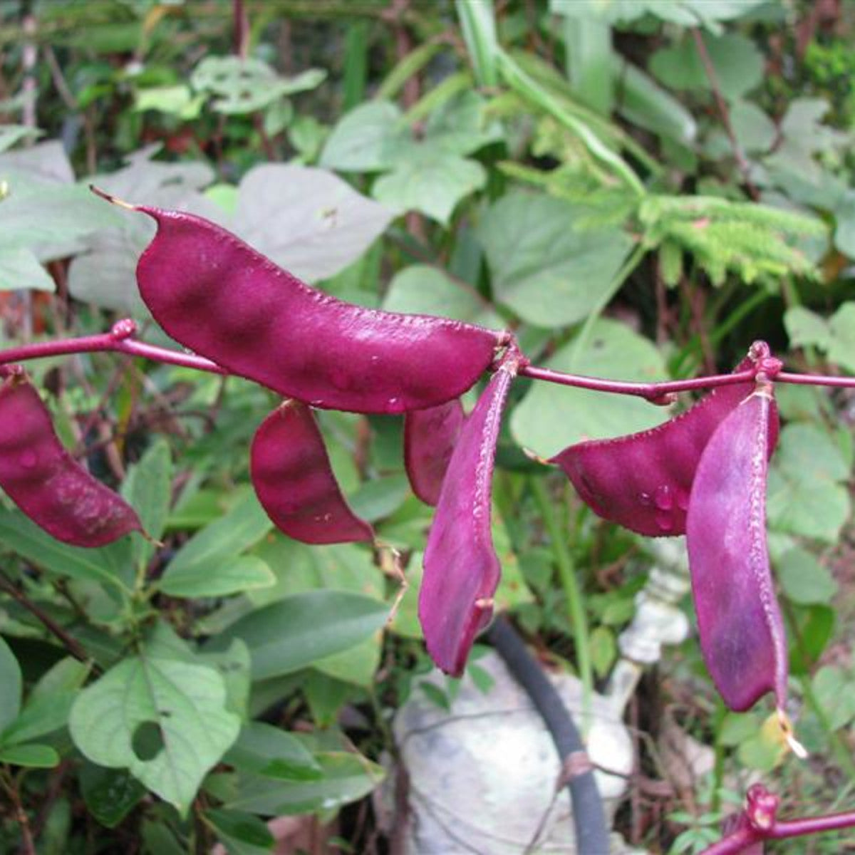 Lablab Purpureus – Hyacinth Bean Vine Nitrogen Fixing Seeds