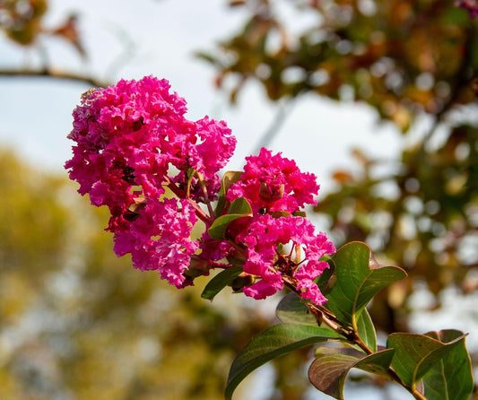 Delta Jazz Chocolate Mocha Crepe Myrtle Lagerstroemia Indica – Flowering Shrub Seeds
