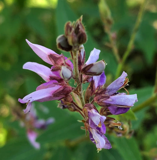 Showy Tick Trefoil – Hardy Wildflower Garden Seeds