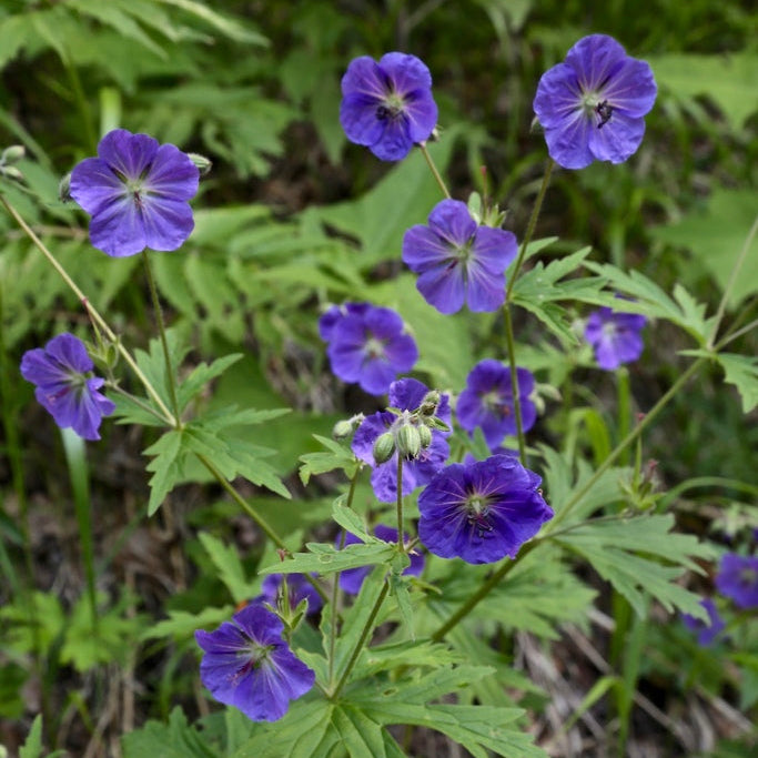 Geranium Erianthum Seeds Arctic Cranesbill Hardy Perennial with Violet-Purple Blooms