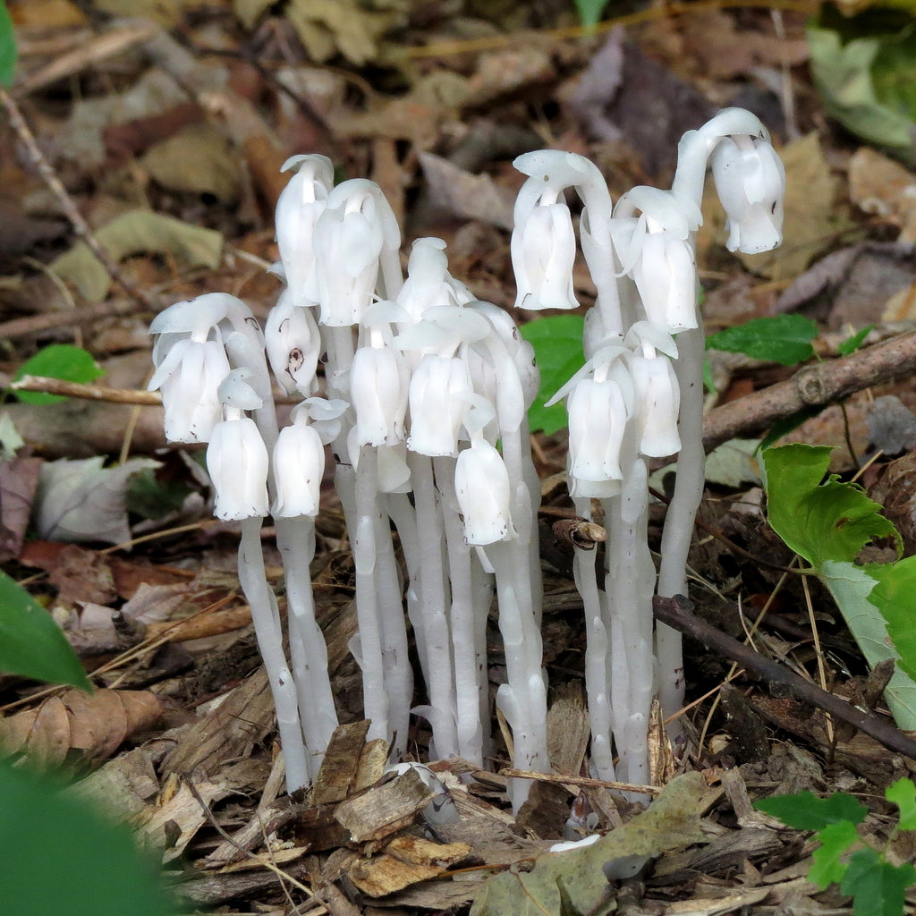 Monotropa Uniflora Seeds Rare Ghost Plant or Indian Pipe Unique Translucent Woodland Flower