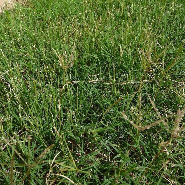 Cynodon Dactylon Grass Seeds - Bermuda Grass - Devil’s Grass - Couch Grass | Fast-Growing Lawn & Ground Cover