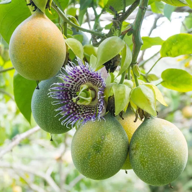 Passiflora edulis Seeds – Sweet Granadilla Passion Flower Seeds for Planting