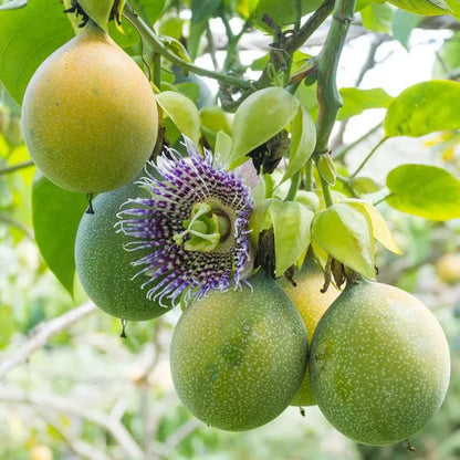 Passiflora edulis Seeds – Sweet Granadilla Passion Flower Seeds for Planting