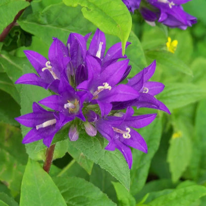 Bellflower Clustered Campanula Glomerata Acaulis – Hardy Garden Flower Seeds