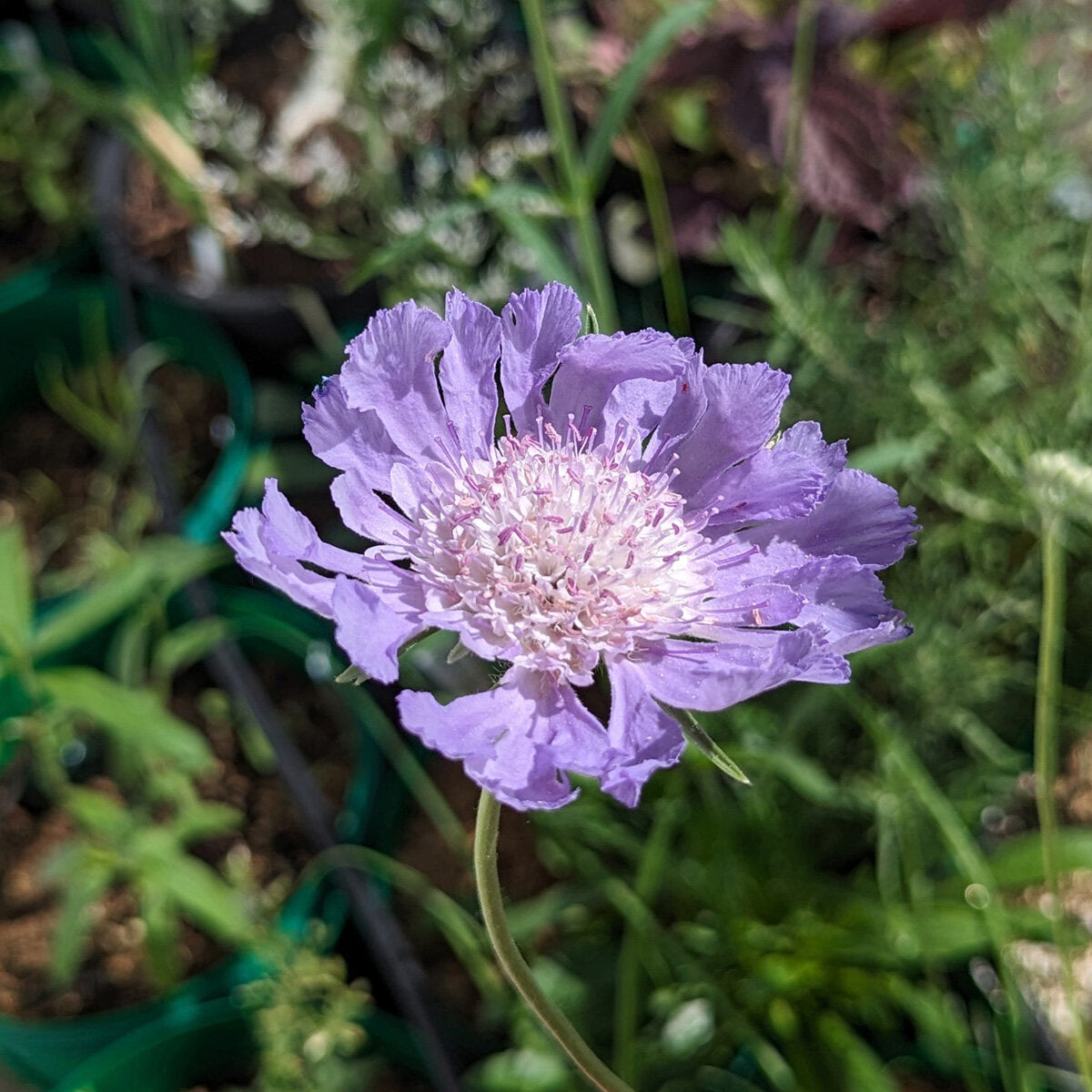 Scabiosa Caucasica ‘Perfecta Blue’ Seeds – Lavender-Blue Flower Seeds for Gardens